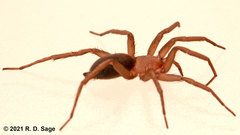 Echemoides argentinus