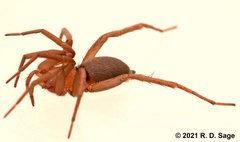 Echemoides argentinus