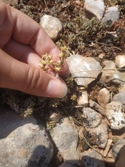 Sedum urvillei