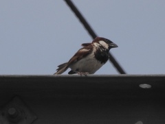 Passer domesticus