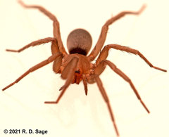 Echemoides argentinus