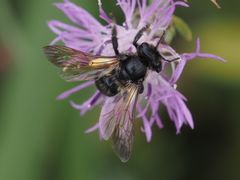 Andrena pilipes