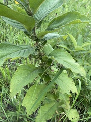 Triosteum perfoliatum