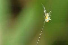Leucauge