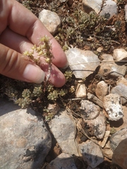 Sedum urvillei