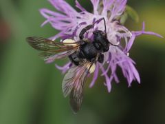 Andrena pilipes