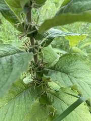 Triosteum perfoliatum