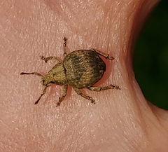 Pseudocneorhinus bifasciatus