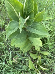 Triosteum perfoliatum