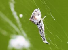 Uloborus