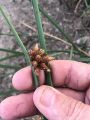 Schoenoplectus deltarum