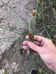 Schoenoplectus deltarum