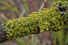 Xanthoria parietina