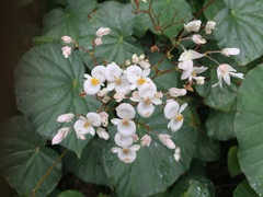 Begonia obliqua