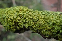 Xanthoria parietina