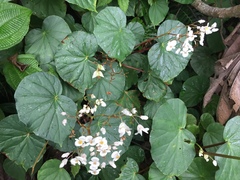 Begonia obliqua