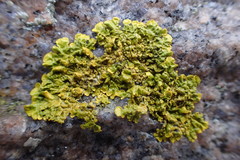 Xanthoria parietina
