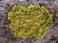 Xanthoria parietina