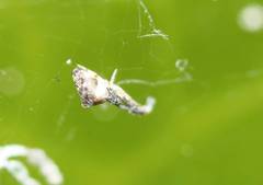 Uloborus