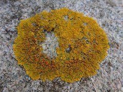 Xanthoria parietina