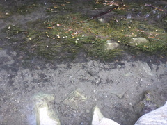 Vallisneria spiralis