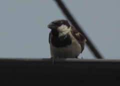 Passer domesticus