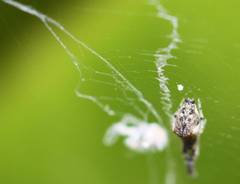Uloborus