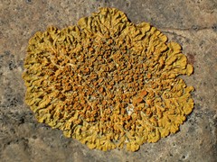 Xanthoria parietina