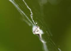 Uloborus