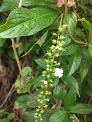 Gonzalagunia hirsuta