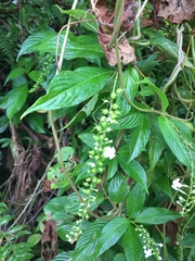 Gonzalagunia hirsuta