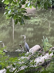 Ardea herodias