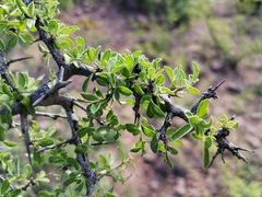Condalia correllii