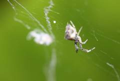 Uloborus