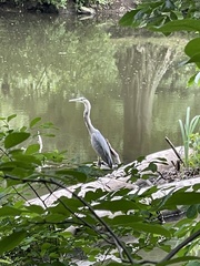 Ardea herodias
