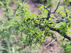 Condalia correllii