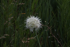 Allium leucocephalum