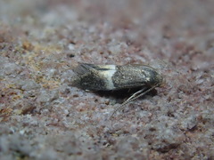 Elachista bisulcella