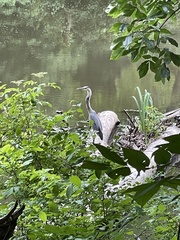 Ardea herodias