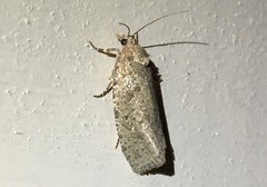 Epiblema grandaevana