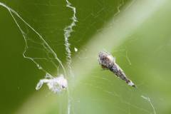 Uloborus