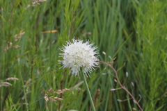 Allium leucocephalum