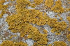 Xanthoria parietina