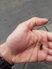 Harpalus