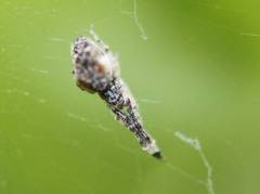 Uloborus