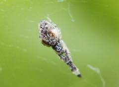 Uloborus