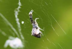Uloborus