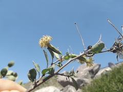 Porophyllum punctatum