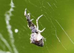 Uloborus