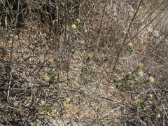 Porophyllum punctatum